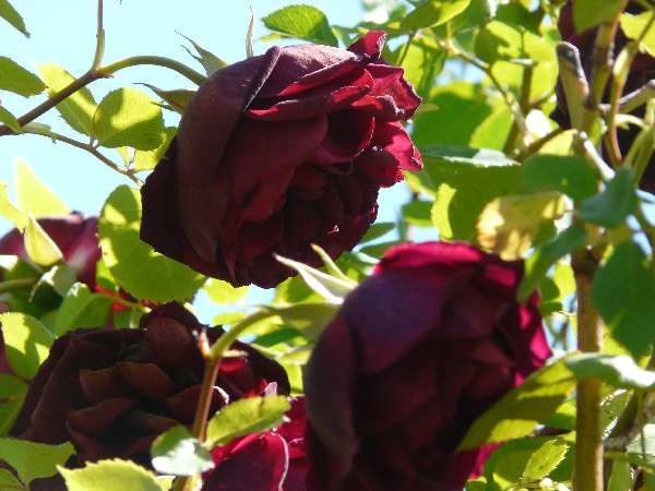 Quelques photos de ma visite au jardin d'Entêoulet - Gers