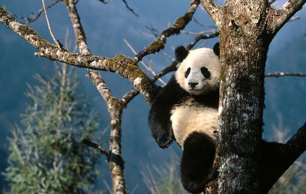 Histoire d'algorithme ...Le "panda" de google fait grimper, en qualité, le référencement de vos sites WEB