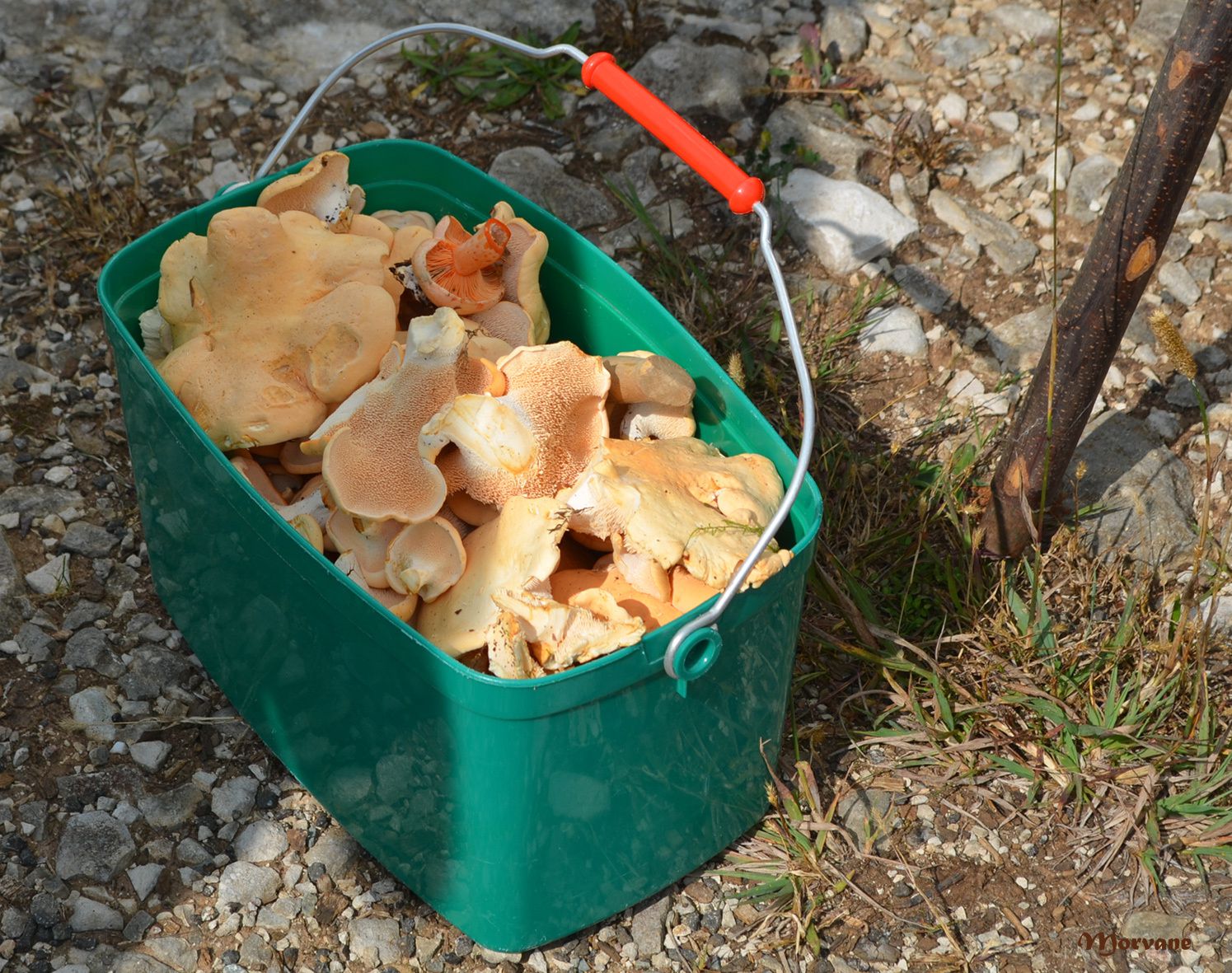 Petit intermède mycologique.