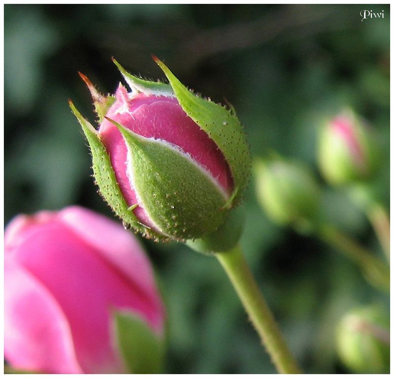 Album - Fleurs de mon jardin