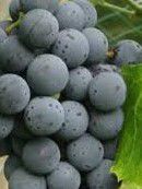 #Landot Noir Producers Pennsylvania Vineyards