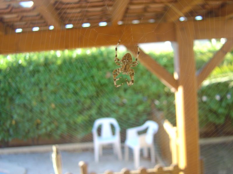 Des bébêtes dans le jardin et la maison