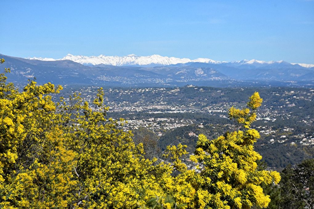 SUR LA ROUTE DU MIMOSA: GRASSE-MANDELIEU