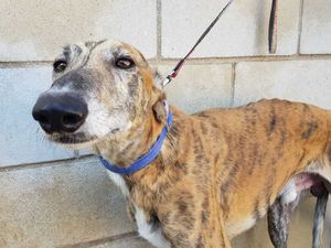levrier galgo bringé 4ans a adopter sous contrat associatif