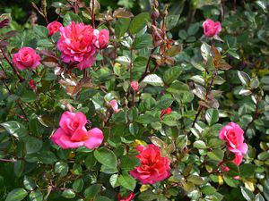 Et les roses dans tout ça ?