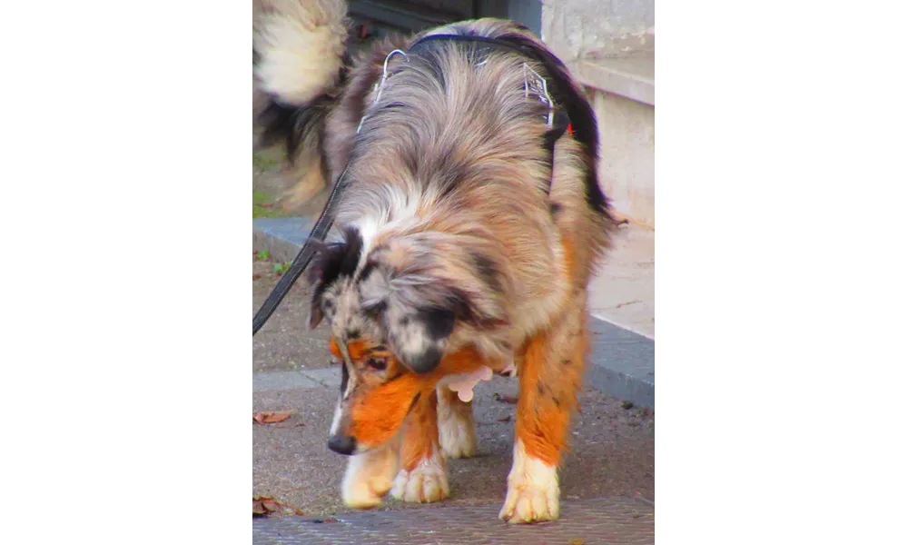 La filière canine en France : un secteur en chiffres