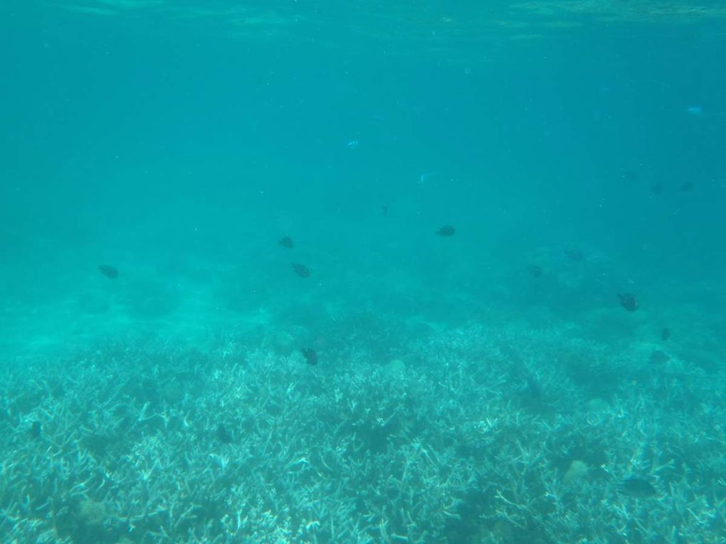 J'ai pris ces photos lors de la deuxième période de plongée. Un gentil papy allemand m'a prêté son appareil de photo étanche et voilà le résultat! Les deux récifs de corail étaient très différents. Le premier que l'on a visité était très grand et devenait très profond à partir d'une vingtaine de mètres, le second était plus restreint mais beaucoup plus plat et il était donc plus facile d'approcher les poissons. J'ai vraiment été émerveillé par la variété et la beauté des espèces. Cela m'a aussi rappelé un célèbre film de Pixar, car j'ai pu apercevoir Némo, Marin, Dory et Gill!