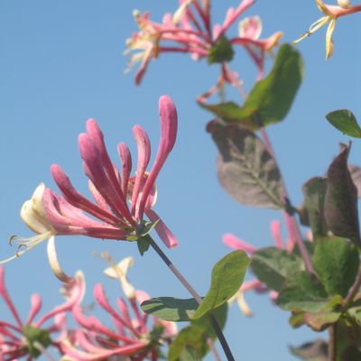 Comment (sur)vivre aux Fêtes de fin d'année 2020 !