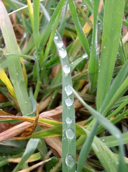 La nature nous offre de jolis spectacles. En voici quelques uns qui ont attiré mon regard.