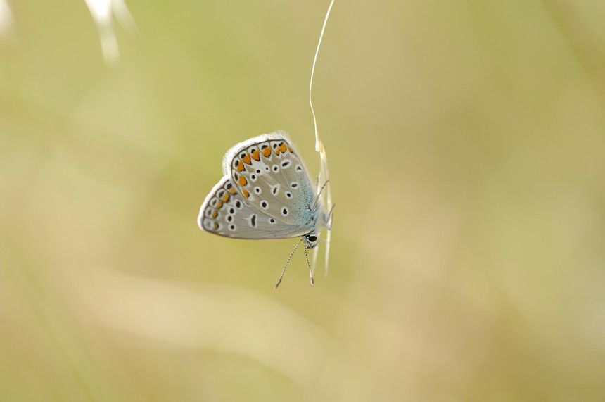 Album - Macro-Papillons