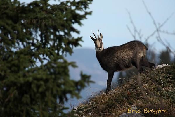 Attitudes et pelages des chamois en novembre