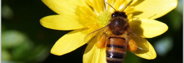 Abeille (14) - Apis mellifera / Sur une Renoncule Ficaire (Ranunculus ficaria)