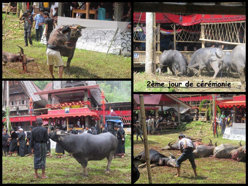 Album - 30---Centre-Sulawesi---Toraja