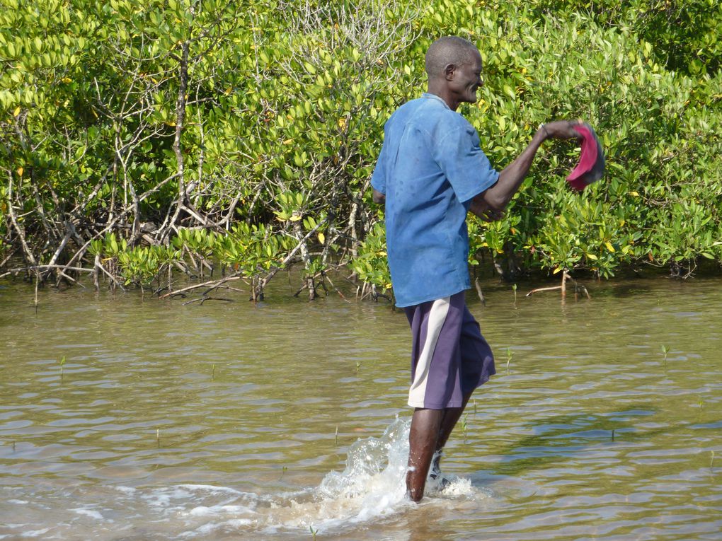 Les ruches traditionnelles dans la mangrove.