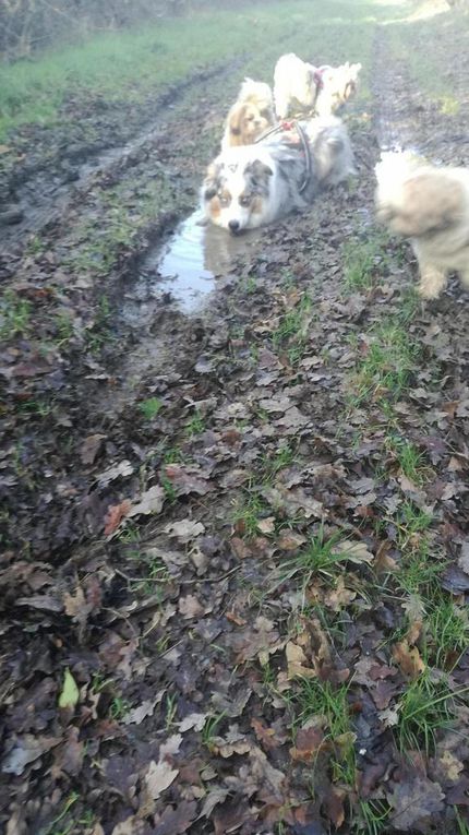 17ème Rando Canine le 14/01/2018 à Rilly sur Loire