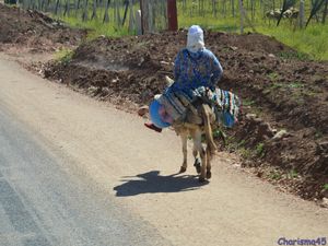 Sur la route de Meknès, Azrou, Ifrane (Maroc en camping-car)