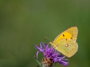 Criquet, Azuré, Conops, Longicorne, Machaon, Moro-sphinx, Souci & Syrphe