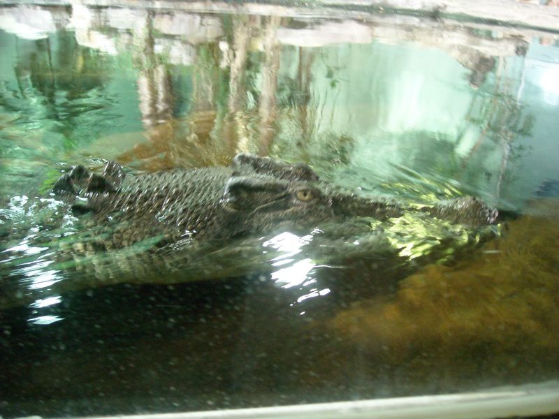 Album - L'aquarium de Sydney