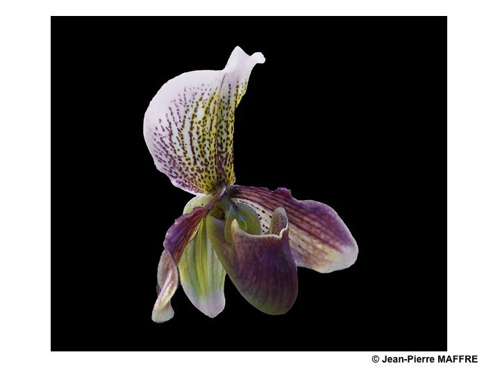 Une autre façon de mettre en valeur les orchidées consiste à les présenter sur un fond noir pour magnifier leurs couleurs.