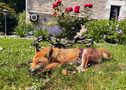 Renard d'ouverture