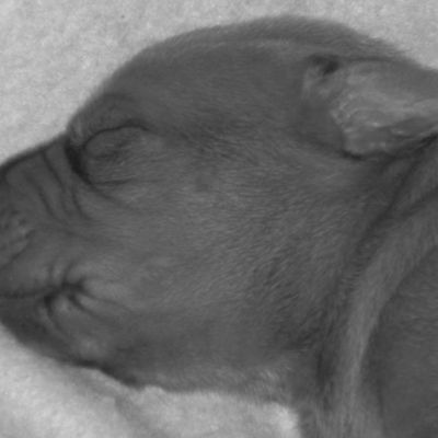 Les petits sont arrivés!