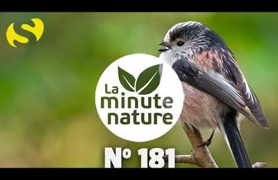 Chants d'oiseaux leçon 8 Minute nature  