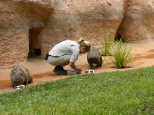 Hier die zweite Ladung an Bildern vom Australia Zoo sowie brandneu von der Lone Pine Koala Sanctuary - enjoy!!!!