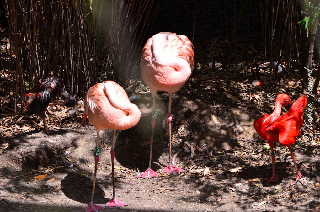 le parc des oiseaux