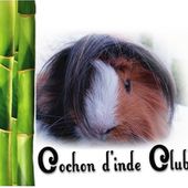 Le Scorbut chez le cochon d'inde - Cochon d'inde Club