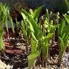 Muguet du jardin