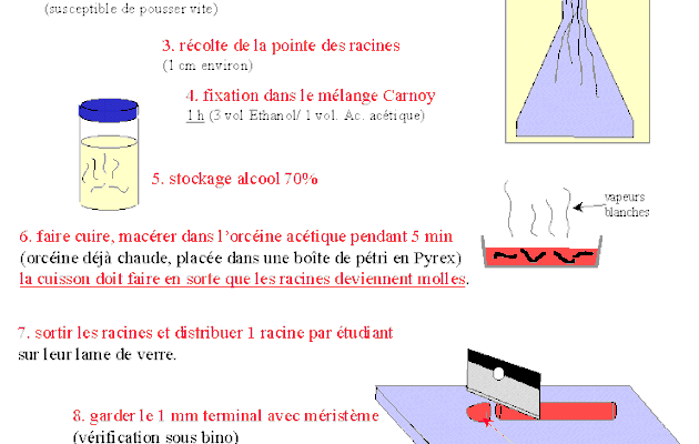 Orcéine acétique