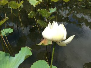 Lotus sacré. Jardin Pamplemousse. Île Maurice.