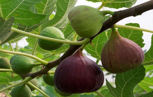 Arbre fruitier bretagne