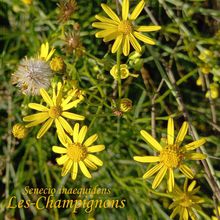 Senecio inaequidens, le Séneçon sud-africain, plante invasive ?