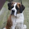 SOS pour BELLE st Bernard