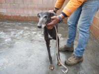 Amidala petite galga de 3ans qui a besoin de vous!