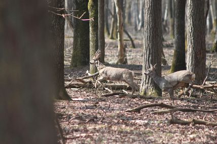 Sortie affût à Rambouillet