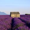 Les LAVANDES en PROVENCE (France 🇫🇷)