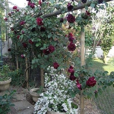 Les 5 plus belles variétés de roses rouges pour le jardin