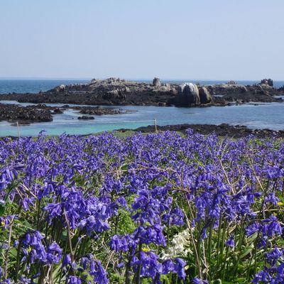 Les Glénan ... ou l'exotisme des îles lointaines ! (chapitre 1)