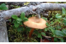 La recherche montre que les champignons peuvent ralentir le changement climatique en stockant du carbone