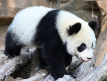 PANDAS and Co ! (Parc de BEAUVAL )