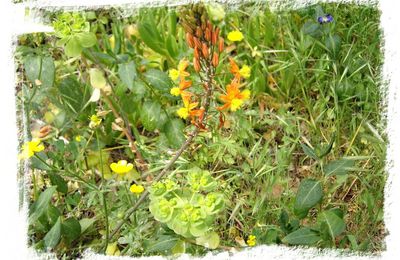 TOUTE L'ANNEE EN FLEURS. (DANS MA REGION) : LA BULBINE.