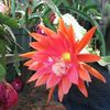 Epiphyllum Cinco de Mayo