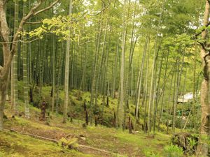 Jour 3 : Arashiyama - Fushimi Inari