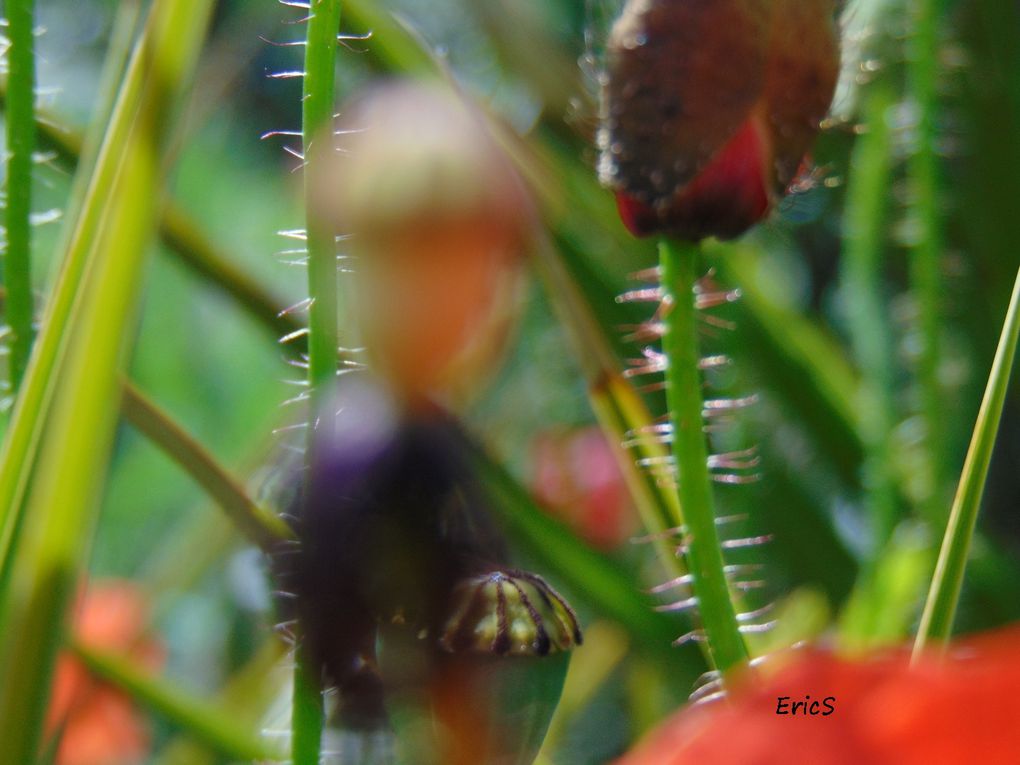 Gentils coquelicots ....