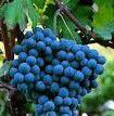 #Nebbiolo Producers Washington Vineyards