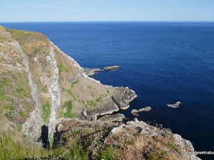 Oiseaux marins des côtes écossaises