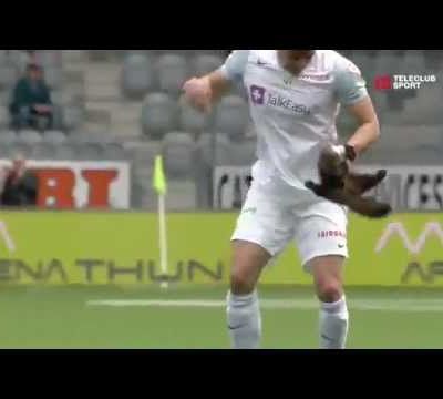 Vidéo : une fouine interrompt un match de foot