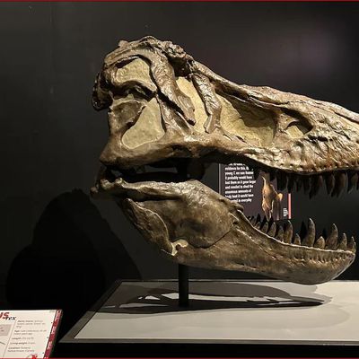 L’intelligence du T. rex remise en doute